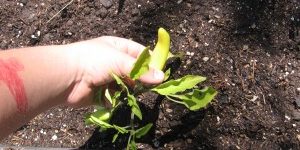 Pioneer student planting in the garden