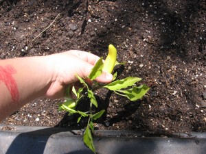 Pioneer student planting in the garden