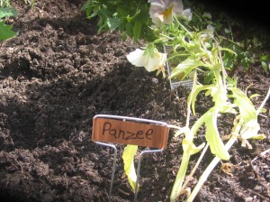Panzee garden label
